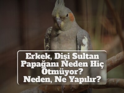 Erkek, Dişi Sultan Papağanı Neden Hiç Ötmüyor? [Neden, Ne Yapılır?]