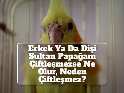 Erkek Ya Da Dişi Sultan Papağanı Çiftleşmezse Ne Olur, Neden Çiftleşmez?