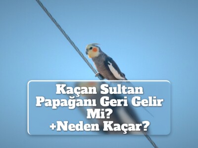 Kaçan Sultan Papağanı Geri Gelir Mi? [Neden Kaçar?]