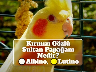 Kırmızı Gözlü Sultan Papağanı Nedir? [Albino, Lutino]