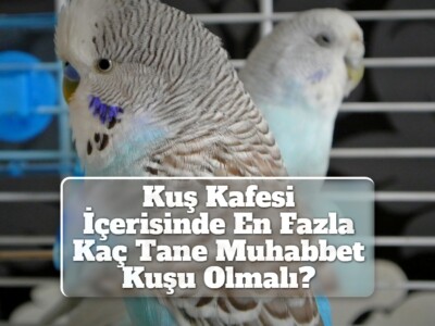 Kuş Kafesi İçerisinde En Fazla Kaç Tane Muhabbet Kuşu Olmalı?