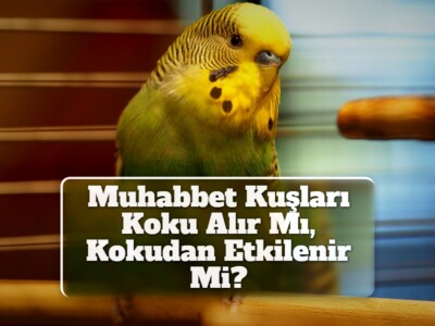 Muhabbet Kuşları Koku Alır Mı, Kokudan Etkilenir Mi?