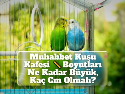 Muhabbet Kuşu Kafesi Boyutları Ne Kadar Büyük, Kaç Cm Olmalı?