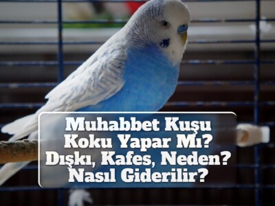 Muhabbet Kuşu Koku Yapar Mı? [Dışkı, Kafes, Neden? Nasıl Giderilir?]