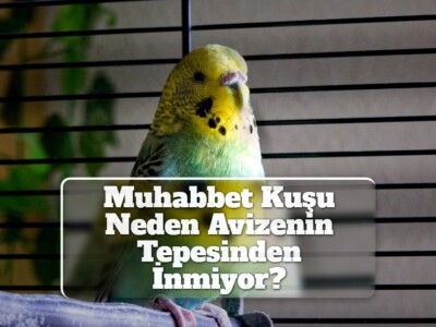 Muhabbet Kuşu Neden Avizenin Tepesinden İnmiyor?