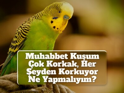 Muhabbet Kuşum Çok Korkak, Her Şeyden Korkuyor Ne Yapmalıyım?