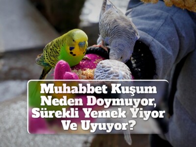 Muhabbet Kuşum Neden Doymuyor, Sürekli Yemek Yiyor Ve Uyuyor?