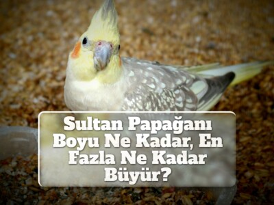 Sultan Papağanı Boyu Ne Kadar, En Fazla Ne Kadar Büyür?