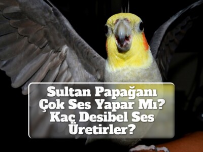 Sultan Papağanı Çok Ses Yapar Mı? Kaç Desibel Ses Üretirler?