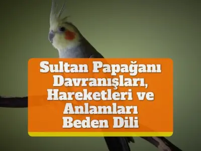 Sultan Papağanı Davranışları, Hareketleri ve Anlamları [Beden Dili]