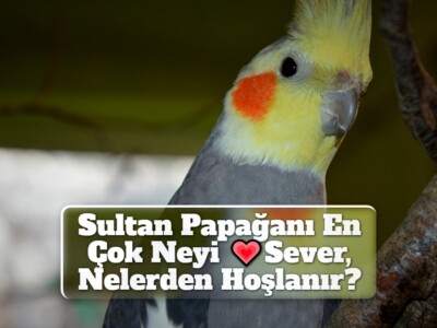 Sultan Papağanı En Çok Neyi Sever, Nelerden Hoşlanır?