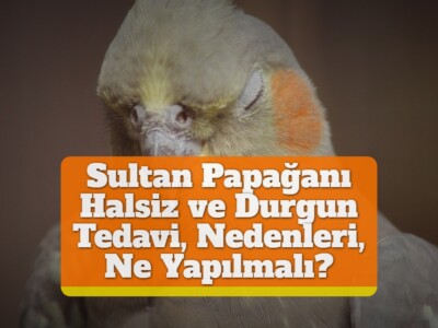 Sultan Papağanı Halsiz ve Durgun [Tedavi, Nedenleri, Ne Yapılmalı?]