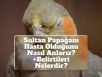 Sultan Papağanı Hasta Olduğunu Nasıl Anlarız? [Belirtileri Nelerdir?]