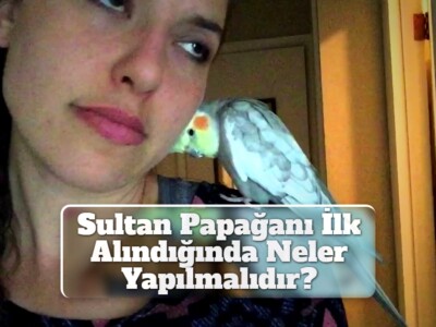 Sultan Papağanı İlk Alındığında Neler Yapılmalıdır?