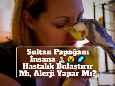 Sultan Papağanı İnsana Hastalık Bulaştırır Mı, Alerji Yapar Mı?