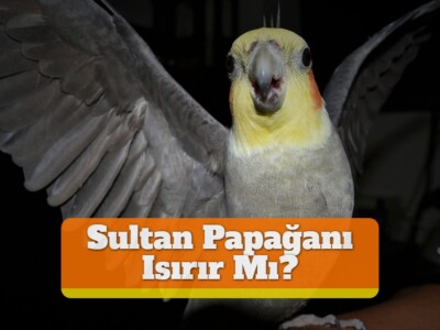Sultan Papağanı Isırır Mı?