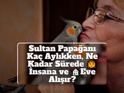 Sultan Papağanı Kaç Aylıkken, Ne Kadar Sürede İnsana ve Eve Alışır?