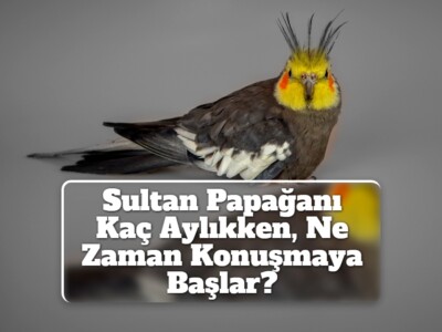 Sultan Papağanı Kaç Aylıkken, Ne Zaman Konuşmaya Başlar?