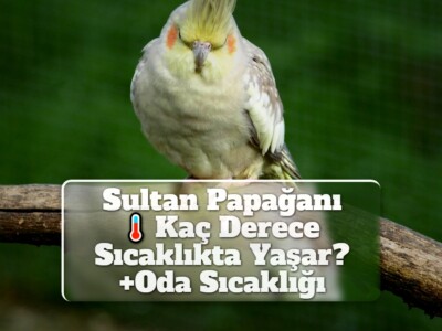 Sultan Papağanı Kaç Derece Sıcaklıkta Yaşar? [Oda Sıcaklığı]