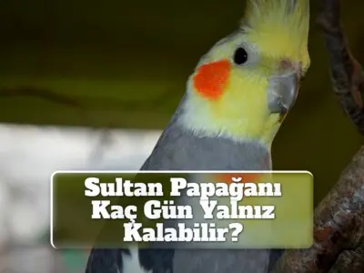 Sultan Papağanı Kaç Gün Yalnız Kalabilir?
