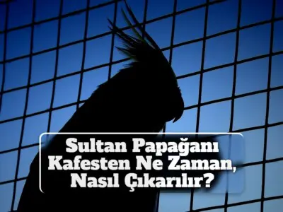 Sultan Papağanı Kafesten Ne Zaman, Nasıl Çıkarılır?