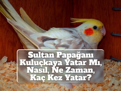 Sultan Papağanı Kuluçkaya Yatar Mı, Nasıl, Ne Zaman, Kaç Kez Yatar?