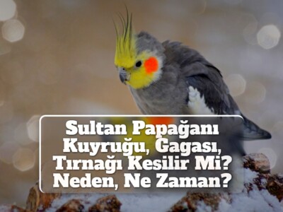 Sultan Papağanı Kuyruğu, Gagası, Tırnağı Kesilir Mi? [Neden, Ne Zaman?]