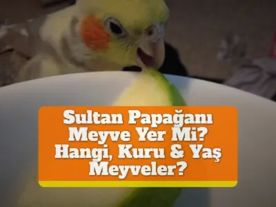 Sultan Papağanı Meyve Yer Mi? [Hangi, Kuru & Yaş Meyveler?]