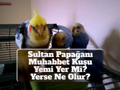 Sultan Papağanı Muhabbet Kuşu Yemi Yer Mi? [Yerse Ne Olur?]