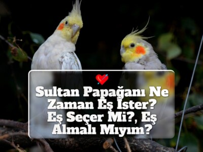 Sultan Papağanı Ne Zaman Eş İster? [Eş Seçer Mi?, Eş Almalı Mıyım?]
