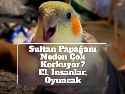 Sultan Papağanı Neden Çok Korkuyor? [El, İnsanlar, Oyuncak]