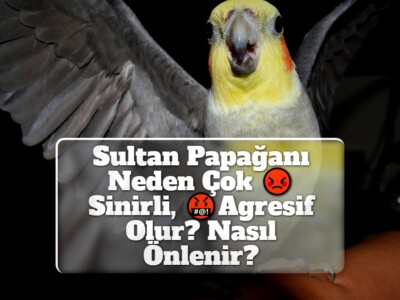 Sultan Papağanı Neden Çok Sinirli, Agresif Olur? Nasıl Önlenir?