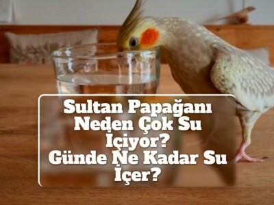 Sultan Papağanı Neden Çok Su İçiyor? [Günde Ne Kadar Su İçer?]