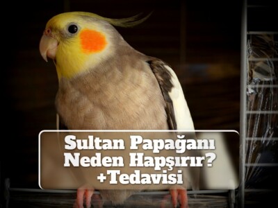 Sultan Papağanı Neden Hapşırır? [+Tedavisi]