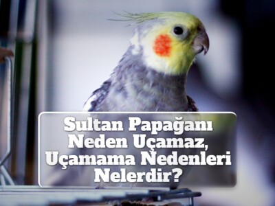 Sultan Papağanı Neden Uçamaz, Uçamama Nedenleri Nelerdir?