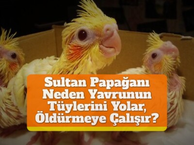 Sultan Papağanı Neden Yavrunun Tüylerini Yolar, Öldürmeye Çalışır?