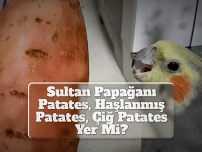 Sultan Papağanı Patates, Haşlanmış Patates, Çiğ Patates Yer Mi?