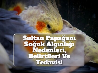 Sultan Papağanı Soğuk Algınlığı Nedenleri, Belirtileri Ve Tedavisi