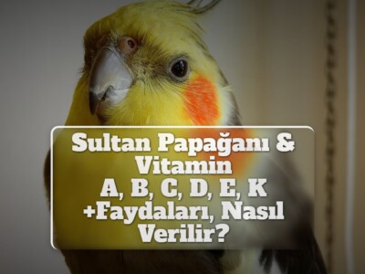 Sultan Papağanı & Vitamin [A, B, C, D, E, K, +Faydaları, Nasıl Verilir?]