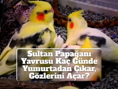 Sultan Papağanı Yavrusu Kaç Günde Yumurtadan Çıkar, Gözlerini Açar?