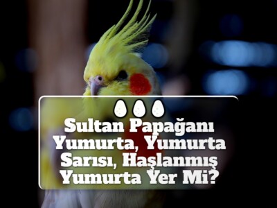 Sultan Papağanı Yumurta, Yumurta Sarısı, Haşlanmış Yumurta Yer Mi?