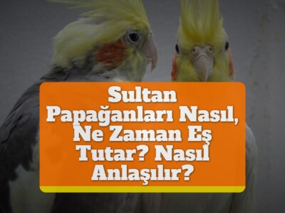 Sultan Papağanları Nasıl, Ne Zaman Eş Tutar? [Nasıl Anlaşılır? Alıştırma]