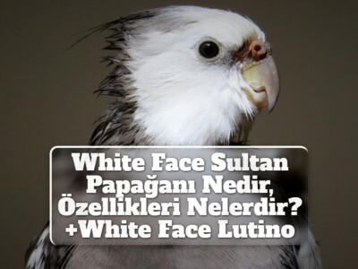 White Face Sultan Papağanı Nedir, Özellikleri Nelerdir? [+Lutino White Face]