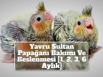 Yavru Sultan Papağanı Bakımı Ve Beslenmesi [1, 2, 3, 6 Aylık]