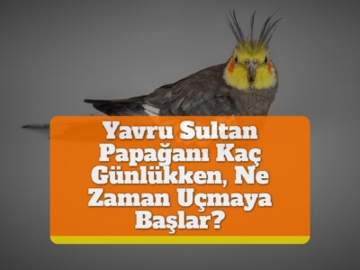 Yavru Sultan Papağanı Kaç Günlükken, Ne Zaman Uçmaya Başlar?