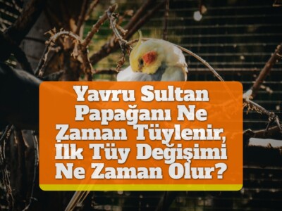 Yavru Sultan Papağanı Ne Zaman Tüylenir, İlk Tüy Değişimi Ne Zaman Olur?