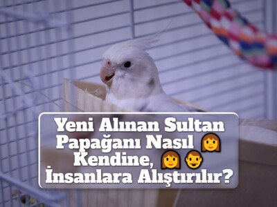 Yeni Alınan Sultan Papağanı Nasıl Kendine, İnsanlara Alıştırılır?