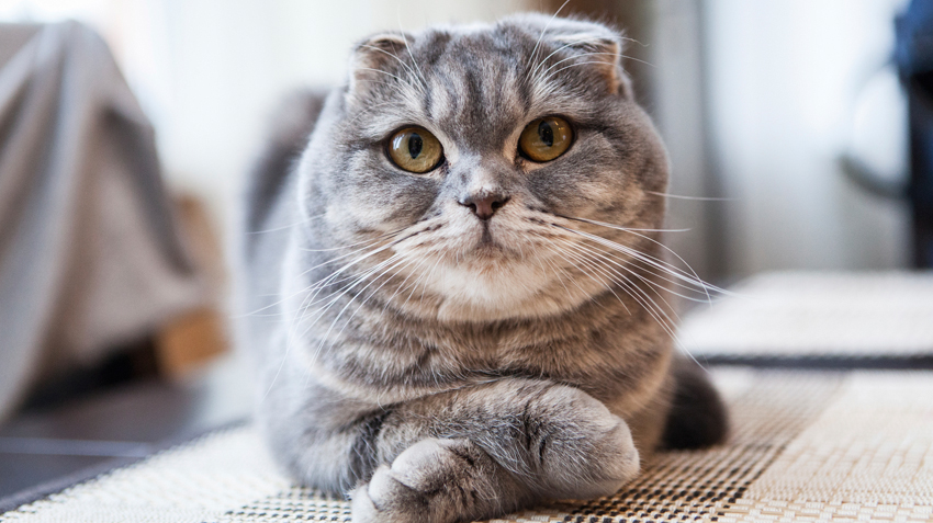 19 Gri Kedi Cinsleri — Geri Kediler Hangileridir, İsimleri Nelerdir?