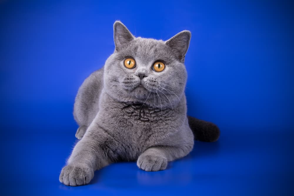 19 Gri Kedi Cinsleri — Geri Kediler Hangileridir, İsimleri Nelerdir?