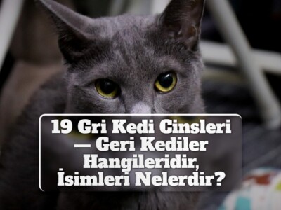 19 Gri Kedi Cinsleri — Geri Kediler Hangileridir, İsimleri Nelerdir?